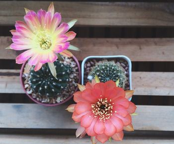 Directly above shot of flower on cactus plant