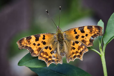 Close-up of butterfly pollinating flower