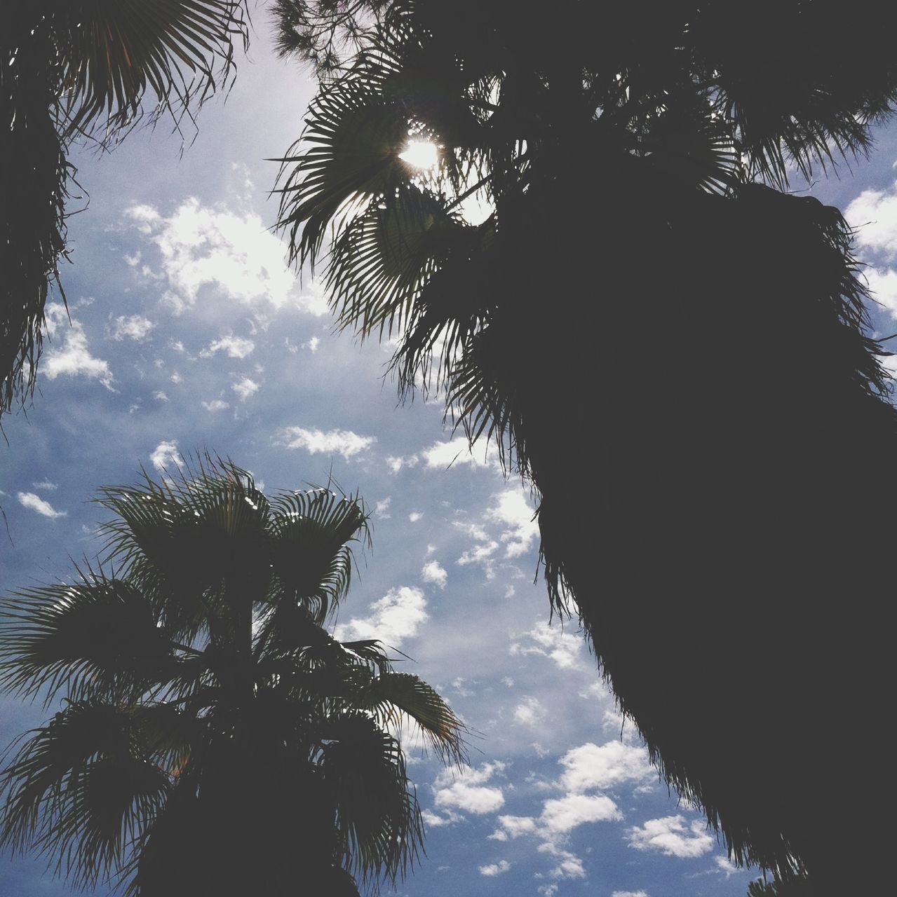 tree, sky, low angle view, silhouette, tranquility, palm tree, cloud - sky, nature, beauty in nature, growth, tranquil scene, scenics, branch, cloud, reflection, tree trunk, outdoors, no people, sunlight, idyllic