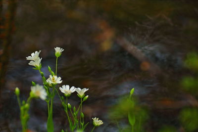 Close-up of white flowering plant