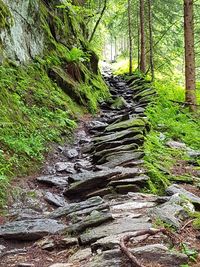 Stream passing through forest