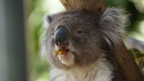 Close-up of rabbit eating plant