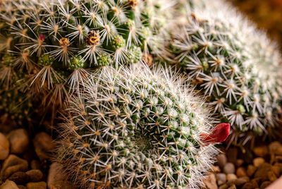 High angle view of cactus plant