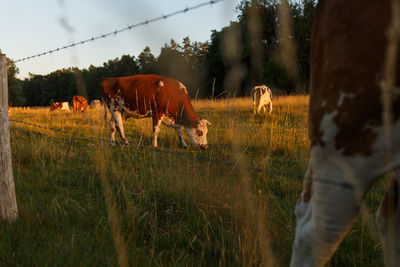 Cows grazing in field