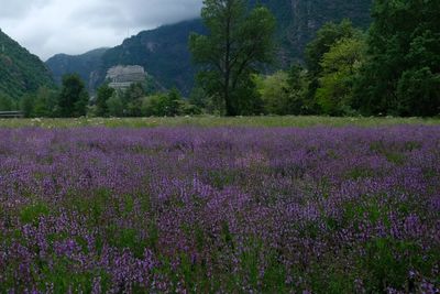 Scenic view of purple flowering plants on land