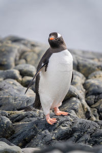 Gentoo penguin stands on rocks turning head