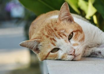 Close-up of ginger cat lying outdoors