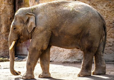 Side view of elephant