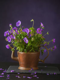 Close-up of purple flower pot on table against black background