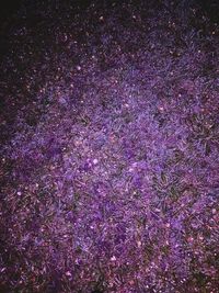 High angle view of pink flowering plant at night