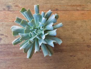 Close-up of flower on table