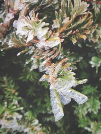 Close-up of frozen leaves on tree during winter
