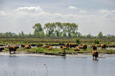 Group of highland cows by a creek in a wet and flat landscape