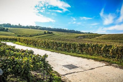 Scenic view of vineyard against sky