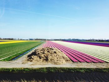 View of rural landscape against blue sky