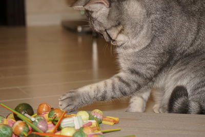 Close-up of cat on table with sweets