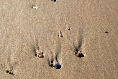 High angle view of an animal on sand