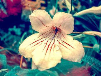 Close-up of flower blooming outdoors