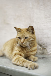 Portrait of stray ginger cat.cute and shabby homeless animal.fluffy mammal on beige wall background.