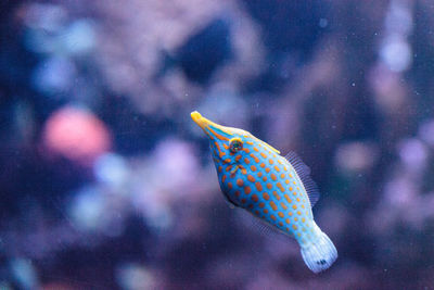 Close-up of fish swimming in tank at aquarium