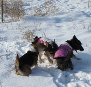 Dog standing on snow covered field