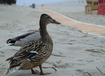 Birds on shore