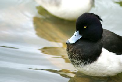 Close-up of bird against blurred background