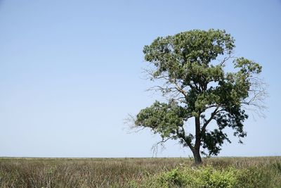 Tree on field against clear sky