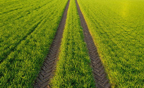 Scenic view of agricultural field