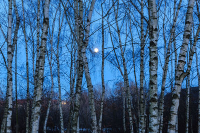Low angle view of bare trees against sky