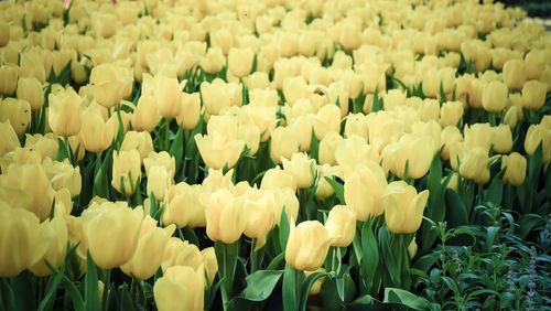 Close-up of tulips blooming outdoors