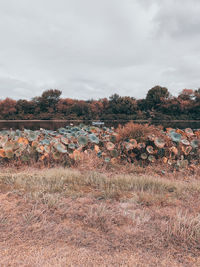 Plants growing on field against sky