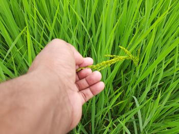 Cropped image of hand holding plant on field