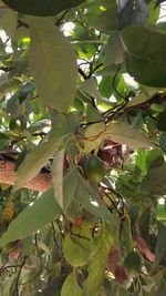 Low angle view of tree