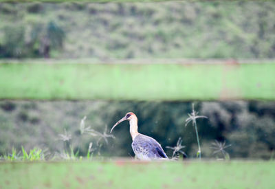 Close-up of bird perching on a field