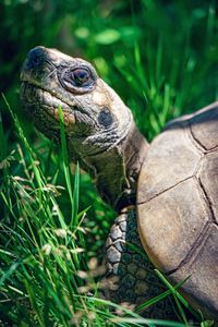 Close-up of tortoise on grassy field