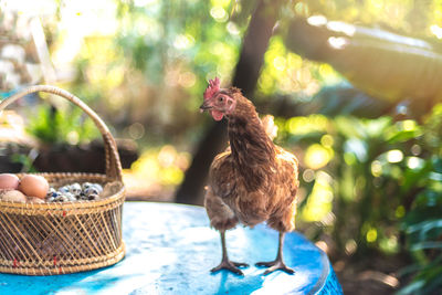 Young birds in basket