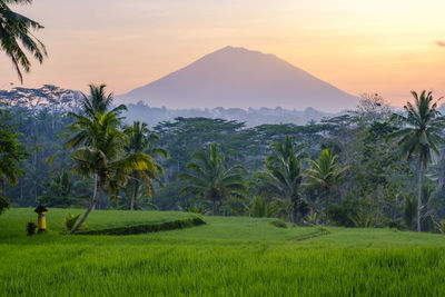 Scenic view of palm trees on field against sky