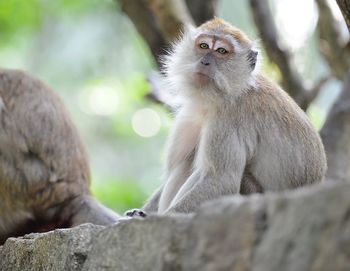 Low angle portrait of female monkey on retaining wall