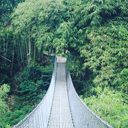 View of footbridge in forest