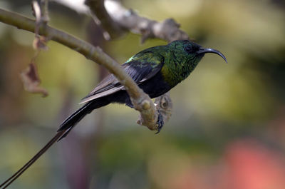 Close-up of bird perching on tree