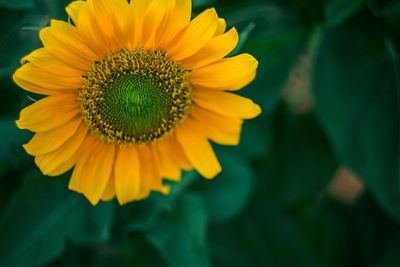 Close-up of yellow flower