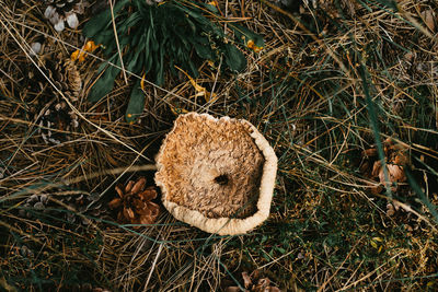 High angle view of mushroom in field