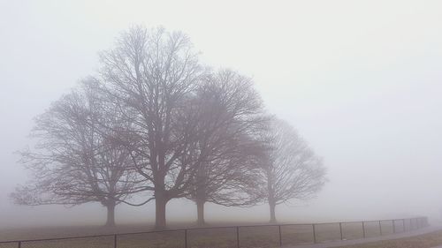 Close-up of tree against sky