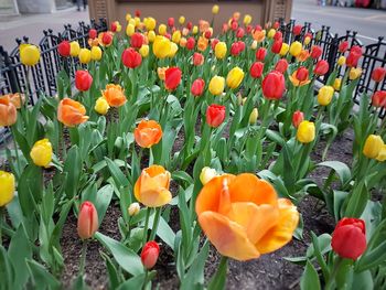 Close-up of multi colored flowers blooming outdoors