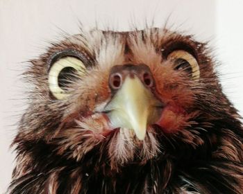 Close-up portrait of owl