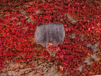 Close-up of red flowering plant by tree during autumn