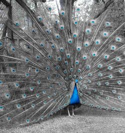 Close-up of peacock