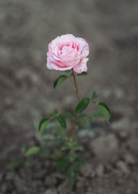 Close-up of pink flower