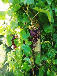 Low angle view of grapes hanging on tree